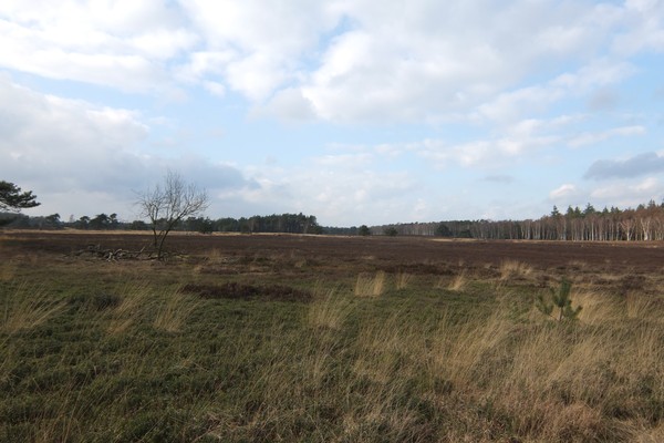 Veluwe