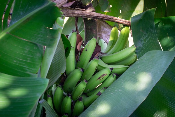 2020 May Bananas Resilience