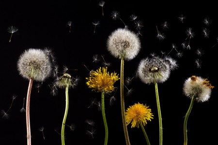 pollen-macro-dandelion-back-light-36424.jpg